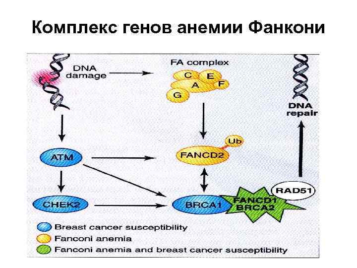 Комплекс генов анемии Фанкони 