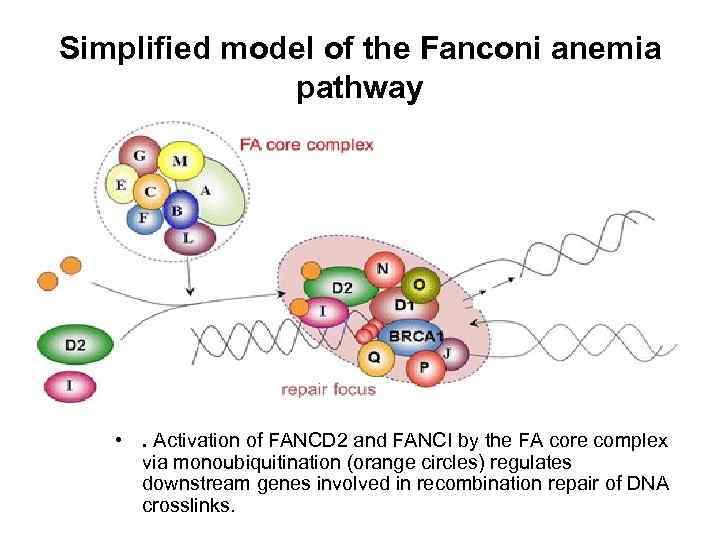 Simplified model of the Fanconi anemia pathway • . Activation of FANCD 2 and