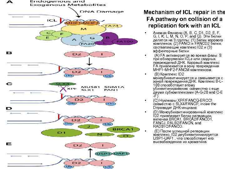 Mechanism of ICL repair in the FA pathway on collision of a replication fork