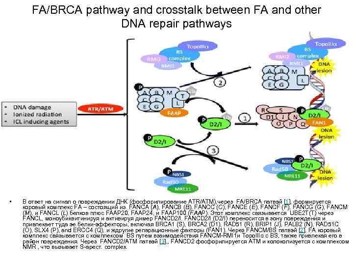 FA/BRCA pathway and crosstalk between FA and other DNA repair pathways • В ответ