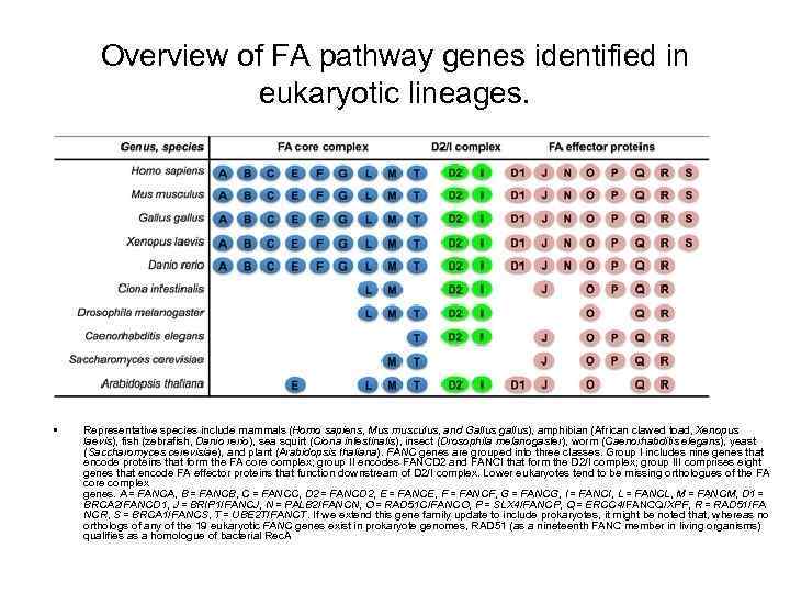 Overview of FA pathway genes identified in eukaryotic lineages. • Representative species include mammals