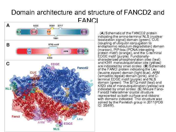 Domain architecture and structure of FANCD 2 and FANCI • . (A) Schematic of