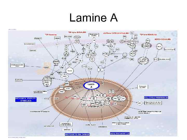 Lamine A 