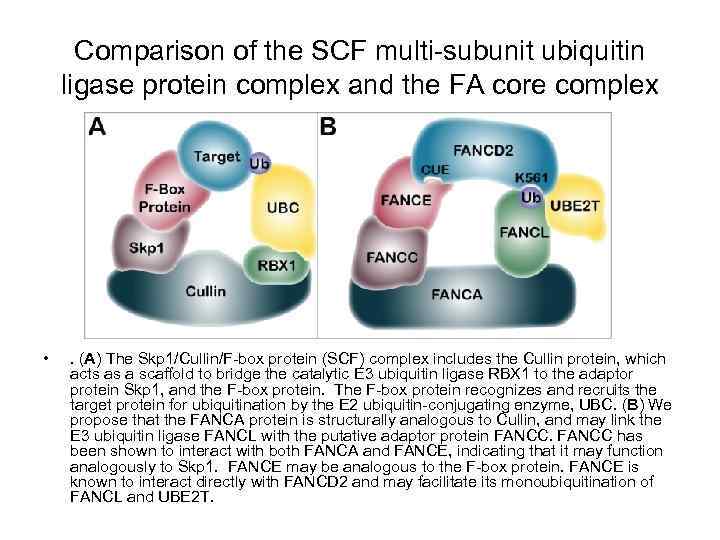 Comparison of the SCF multi-subunit ubiquitin ligase protein complex and the FA core complex