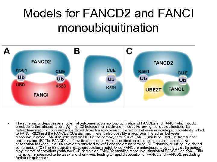 Models for FANCD 2 and FANCI monoubiquitination • The schematics depict several potential outcomes