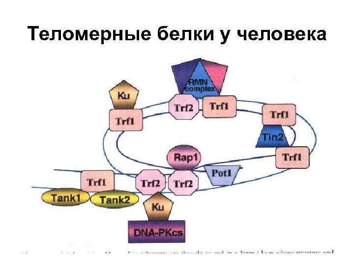 Теломерные белки у человека 