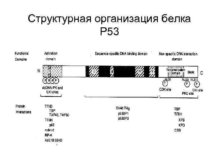 Структурная организация белка Р 53 