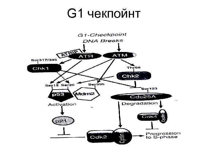 G 1 чекпойнт 