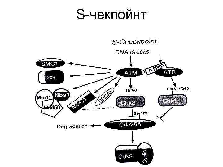 S-чекпойнт 