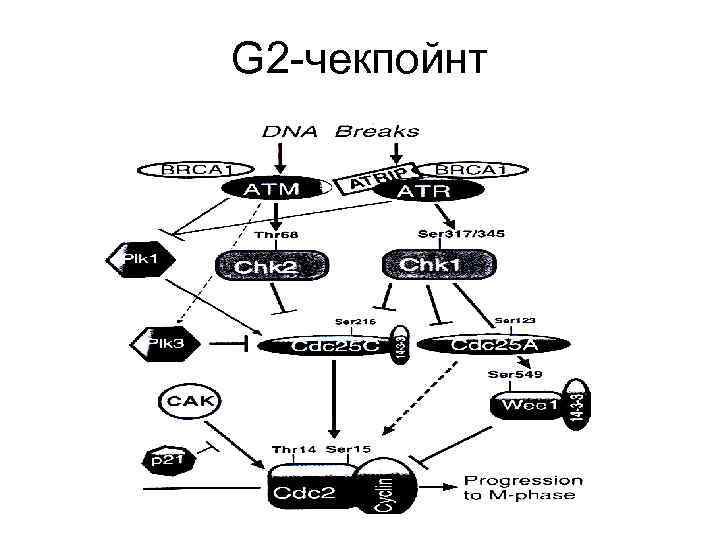 G 2 -чекпойнт 