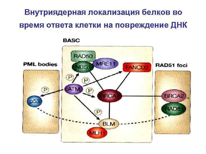 Внутриядерная локализация белков во время ответа клетки на повреждение ДНК 