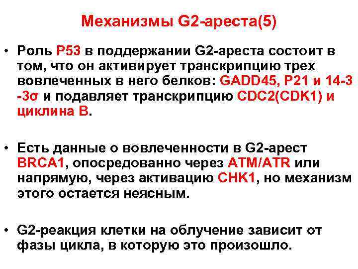 Механизмы G 2 -ареста(5) • Роль Р 53 в поддержании G 2 -ареста состоит