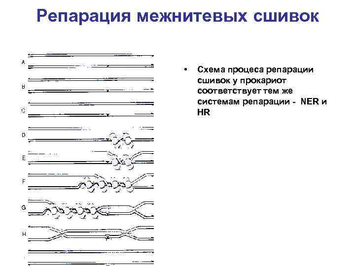 Репарация межнитевых сшивок • Схема процеса репарации сшивок у прокариот соответствует тем же системам