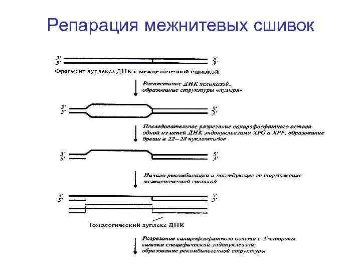 Репарация межнитевых сшивок 