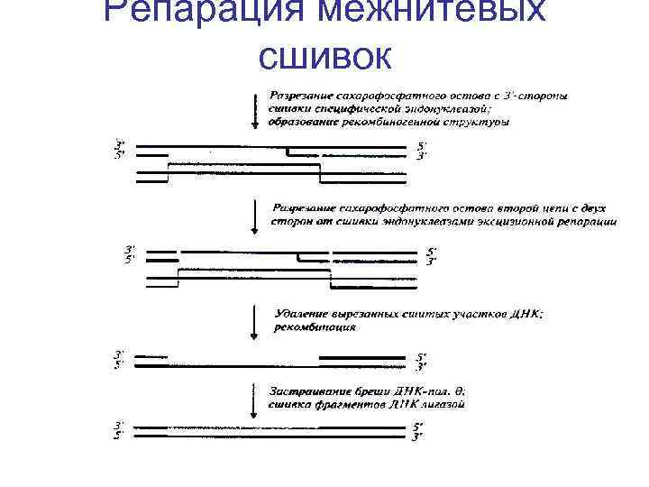 Репарация межнитевых сшивок 