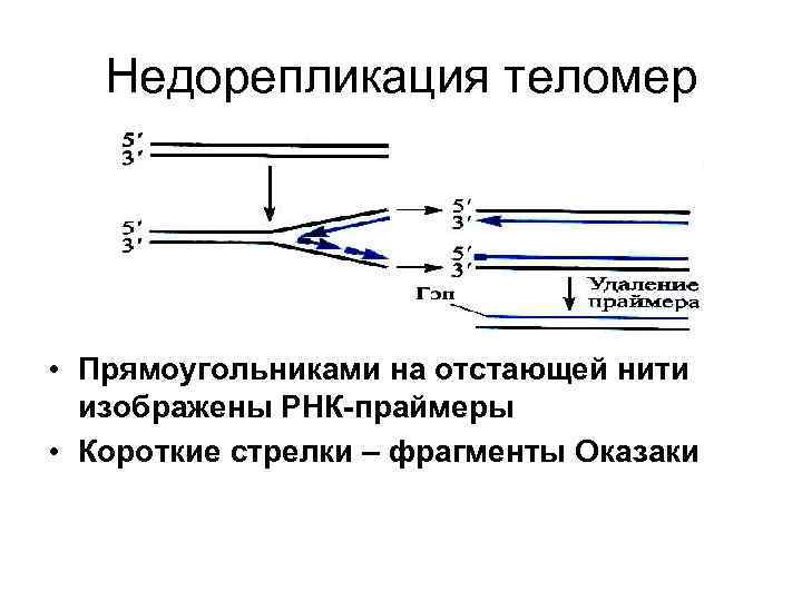 Недорепликация теломер • Прямоугольниками на отстающей нити изображены РНК-праймеры • Короткие стрелки – фрагменты