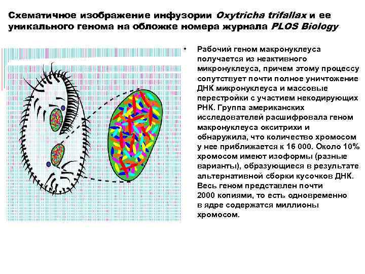 Схематичное изображение инфузории Oxytricha trifallax и ее уникального генома на обложке номера журнала PLOS