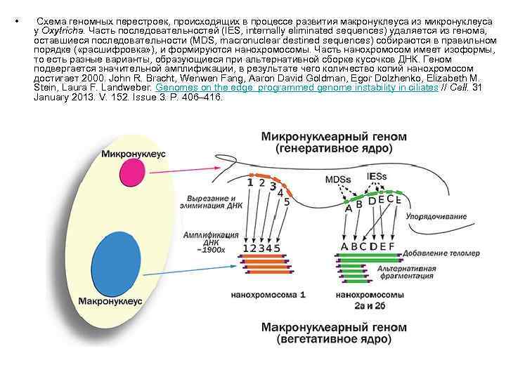  • Схема геномных перестроек, происходящих в процессе развития макронуклеуса из микронуклеуса у Oxytricha.