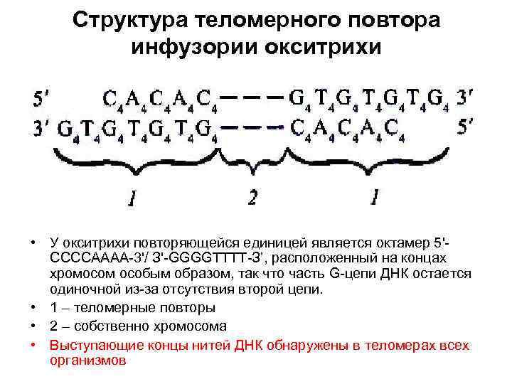 Структура теломерного повтора инфузории окситрихи • У окситрихи повторяющейся единицей является октамер 5'ССССАААА-3'/ З'-GGGGТТТТ-З’,