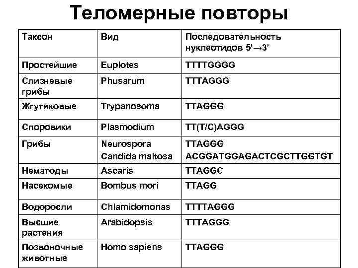 Теломерные повторы Таксон Вид Последовательность нуклеотидов 5’→ 3’ Простейшие Euplotes TTTTGGGG Слизневые грибы Phusarum