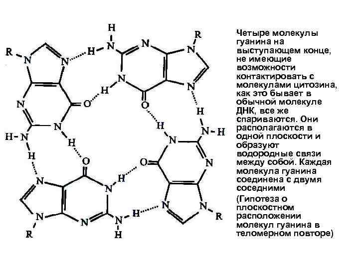  • • Четыре молекулы гуанина на выступающем конце, не имеющие возможности контактировать с