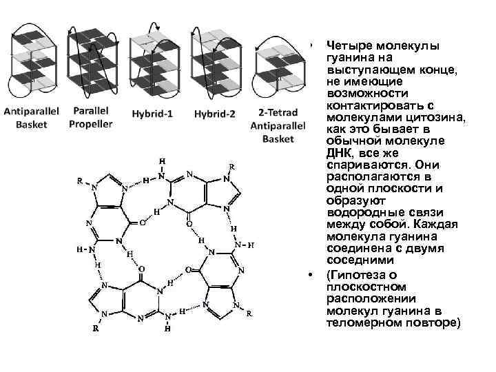  • • Четыре молекулы гуанина на выступающем конце, не имеющие возможности контактировать с