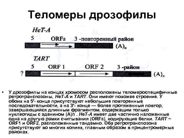 Теломеры дрозофилы • У дрозофилы на концах хромосом расположены теломероспецифичные ретротранспозоны, Не. Т-А и