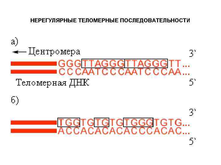 НЕРЕГУЛЯРНЫЕ ТЕЛОМЕРНЫЕ ПОСЛЕДОВАТЕЛЬНОСТИ 