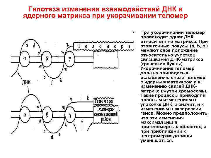 Гипотеза изменения взаимодействий ДНК и ядерного матрикса при укорачивании теломер • При укорачивании теломер