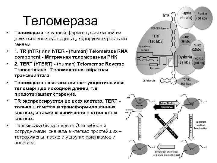 Теломераза • • • Теломераза - крупный фермент, состоящий из двух основных субъединиц, кодируемых