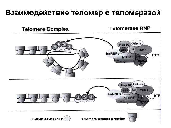 Взаимодействие теломер с теломеразой 