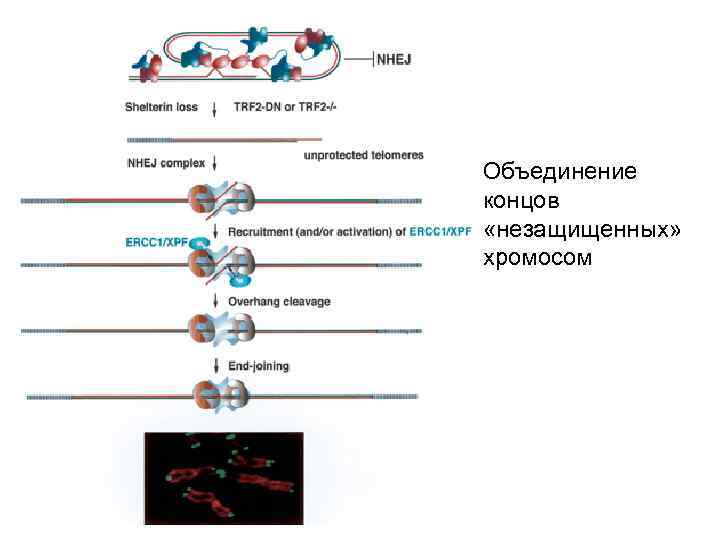 Объединение концов «незащищенных» хромосом 