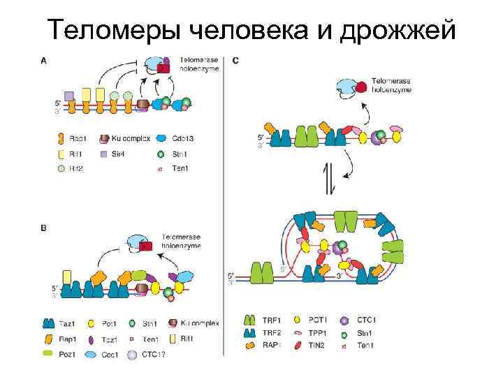 Теломеры человека и дрожжей 