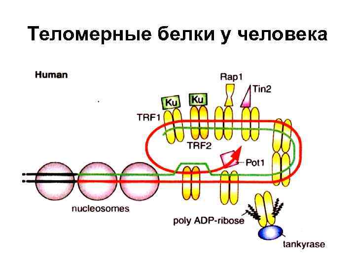 Теломерные белки у человека 