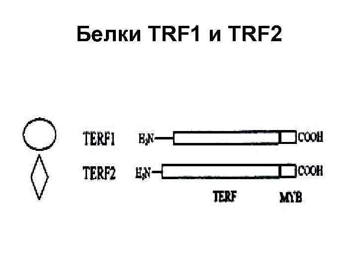 Белки TRF 1 и TRF 2 