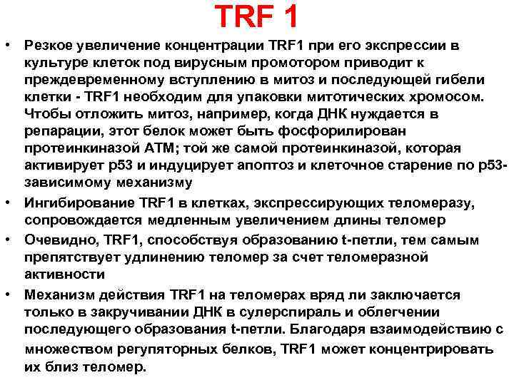 TRF 1 • Резкое увеличение концентрации ТRF 1 при его экспрессии в культуре клеток