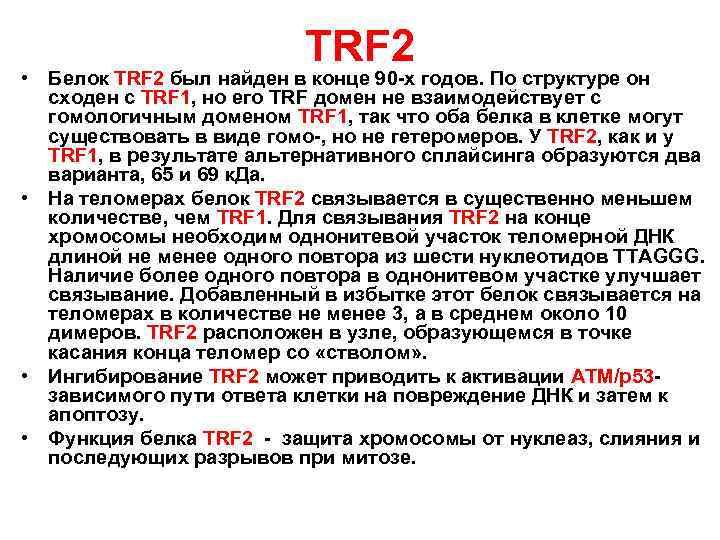 ТRF 2 • Белок ТRF 2 был найден в конце 90 -х годов. По