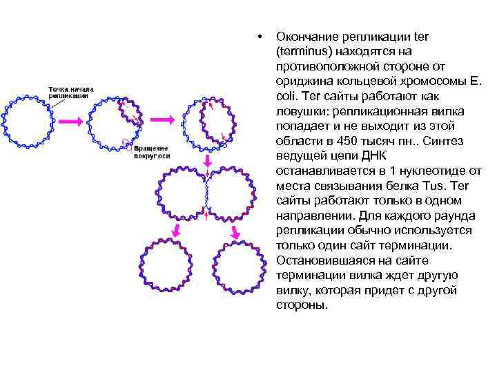  • Окончание репликации ter (terminus) находятся на противоположной стороне от ориджина кольцевой хромосомы