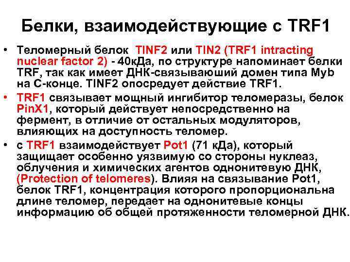 Белки, взаимодействующие с TRF 1 • Теломерный белок TINF 2 или ТIN 2 (ТRF