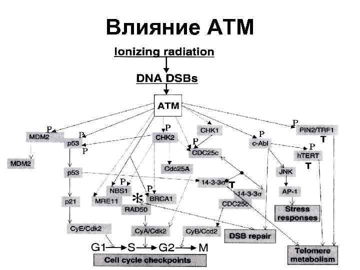 Влияние АТМ 