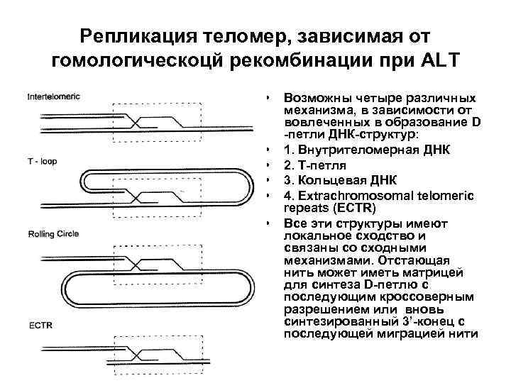 Репликация теломер, зависимая от гомологическоцй рекомбинации при ALT • • • Возможны четыре различных