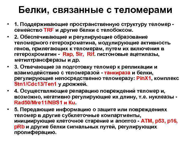 Белки, связанные с теломерами • 1. Поддерживающие пространственную структуру теломер - семейство TRF и