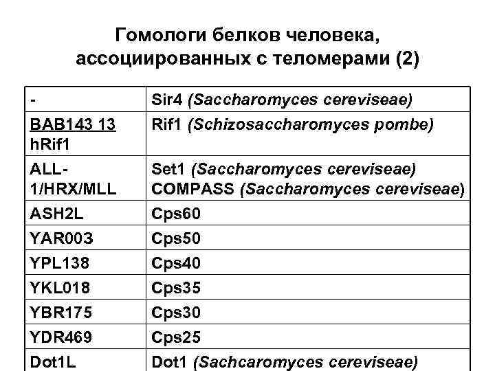 Гомологи белков человека, ассоциированных с теломерами (2) BAB 143 13 h. Rif 1 Sir