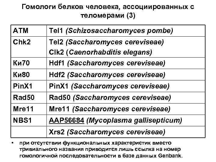 Гомологи белков человека, ассоциированных с теломерами (3) АТМ Теl 1 (Schizosaccharomyces pombe) Сhk 2