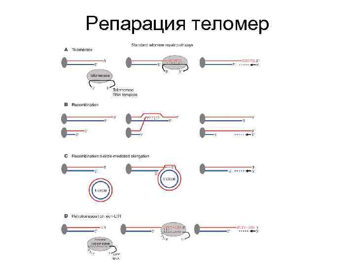 Репарация теломер 