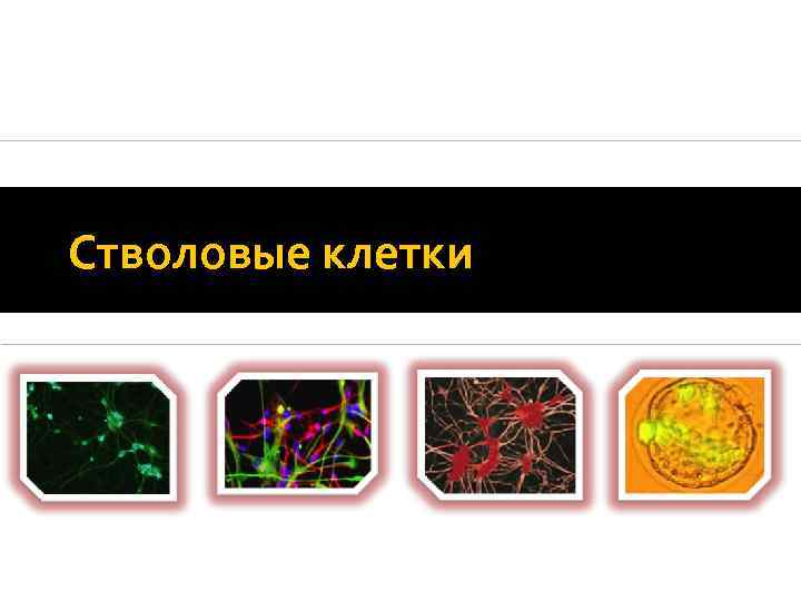 Стволовые клетки 