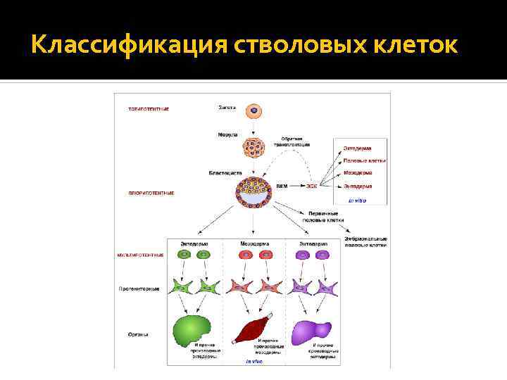 Классификация стволовых клеток 