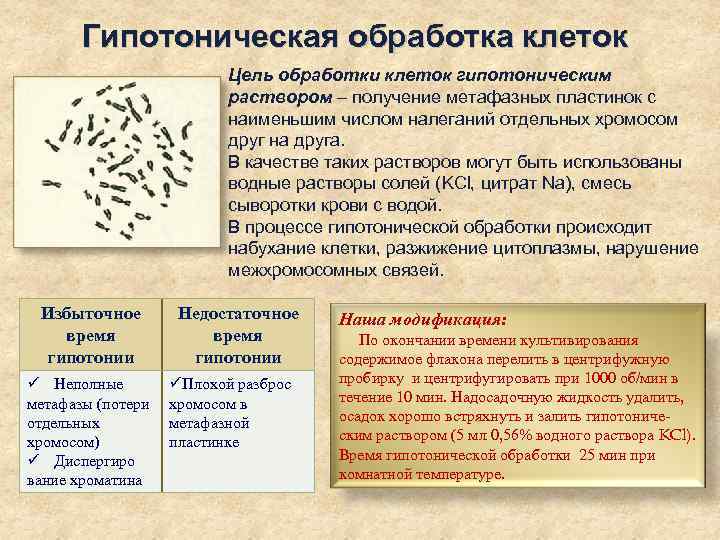 Гипотоническая обработка клеток Цель обработки клеток гипотоническим раствором – получение метафазных пластинок с наименьшим