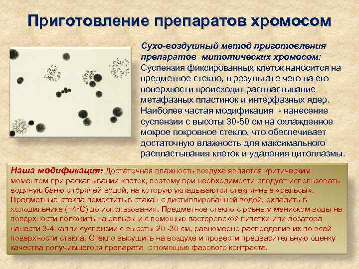 Приготовление препаратов хромосом Сухо-воздушный метод приготовления препаратов митотических хромосом: Суспензия фиксированных клеток наносится на