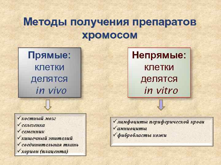 Методы получения препаратов хромосом Прямые: клетки делятся in vivo üкостный мозг üселезенка üсеменник üкишечный